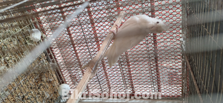 এলভিনো কোকাটেল